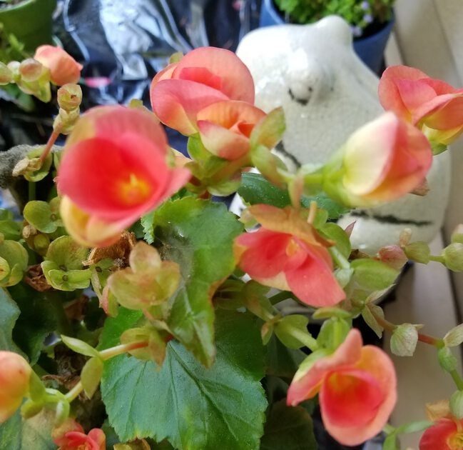 Click to View Larger