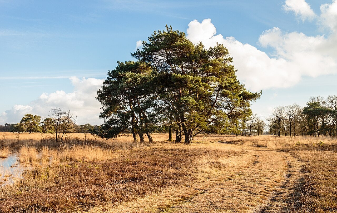 Click to View Larger