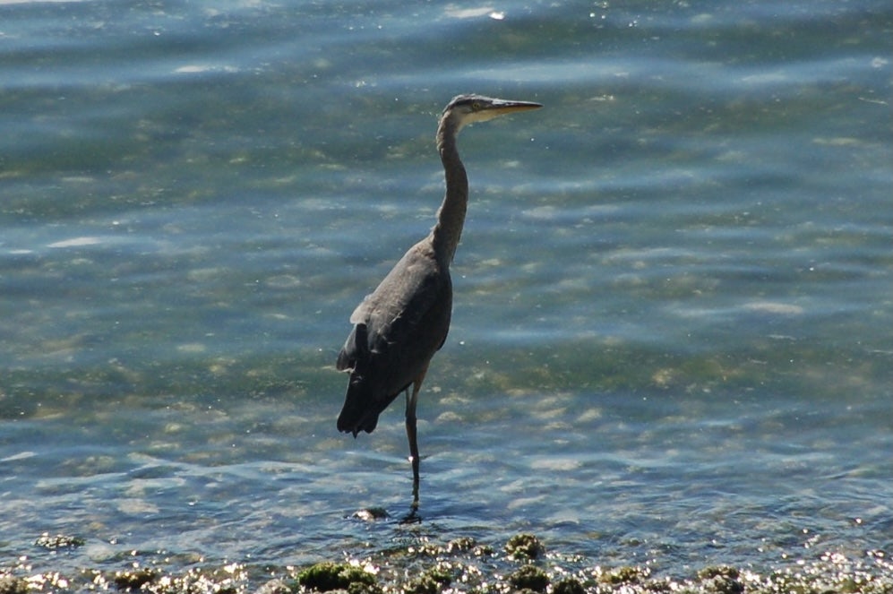 Click to View Larger