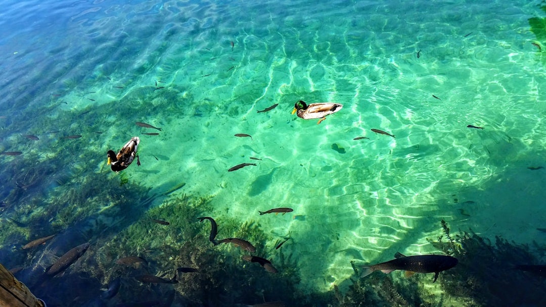 Click to View Larger