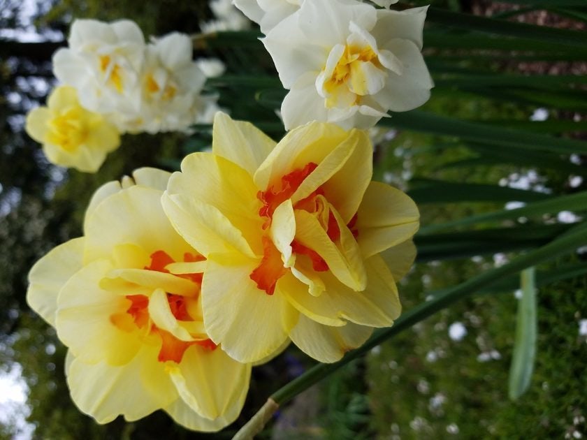 Click to View Larger