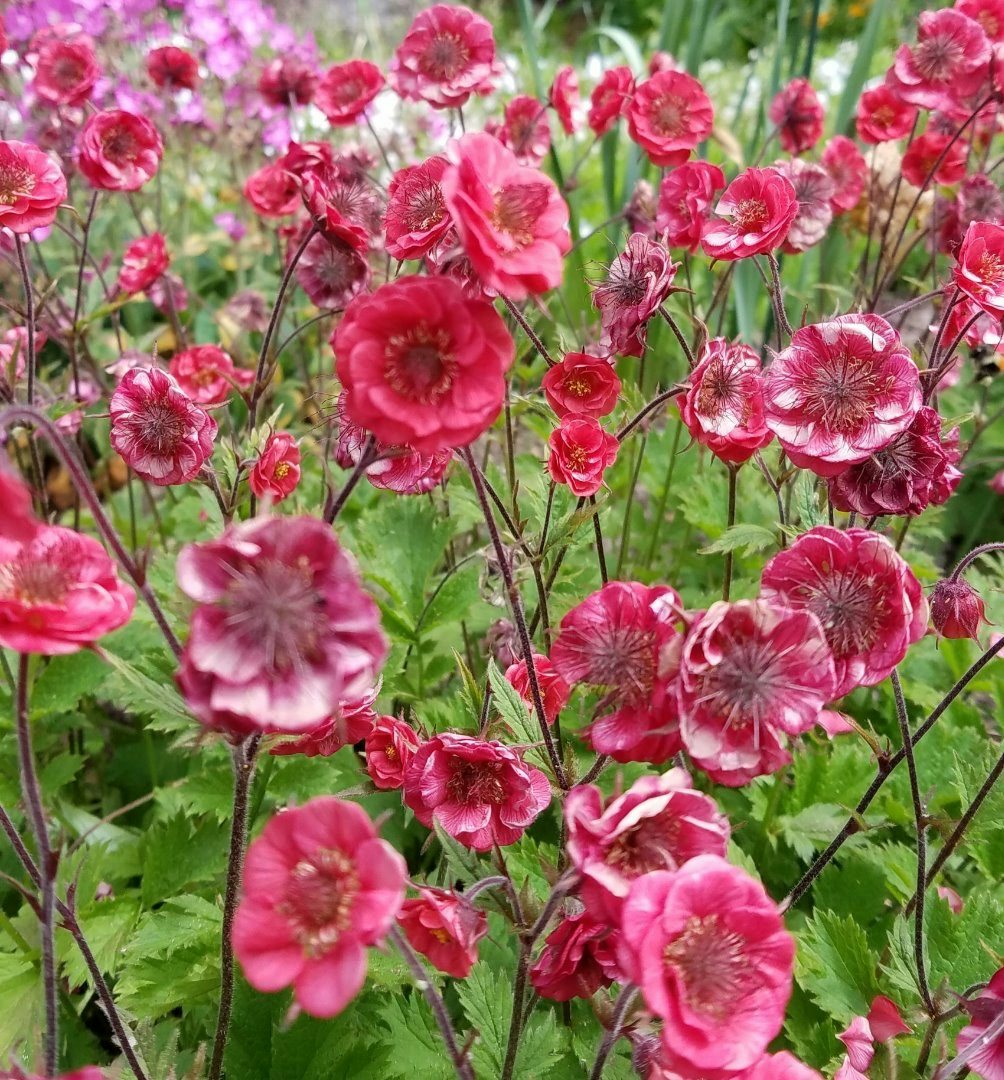 Click to View Larger