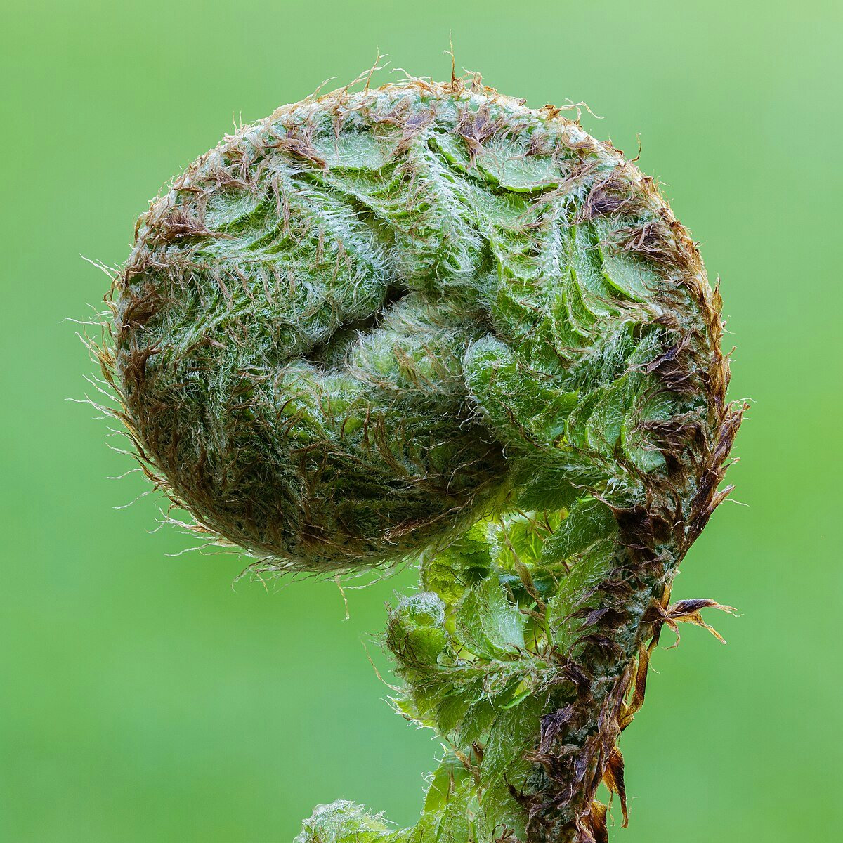 Click to View Larger