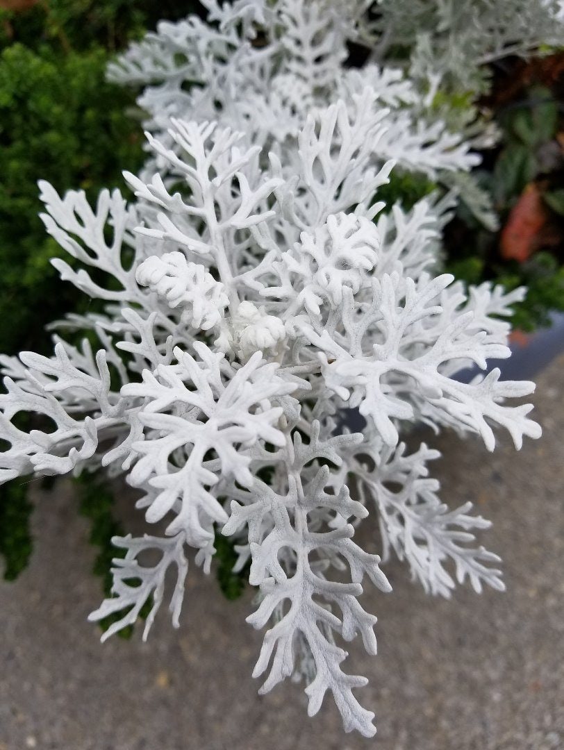 Click to View Larger