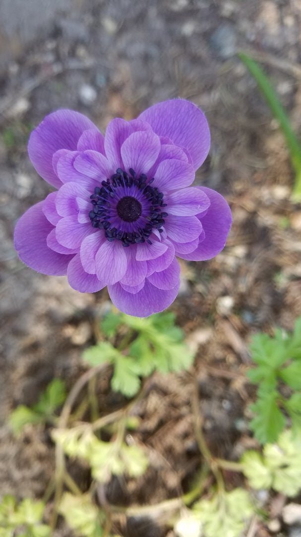 Click to View Larger