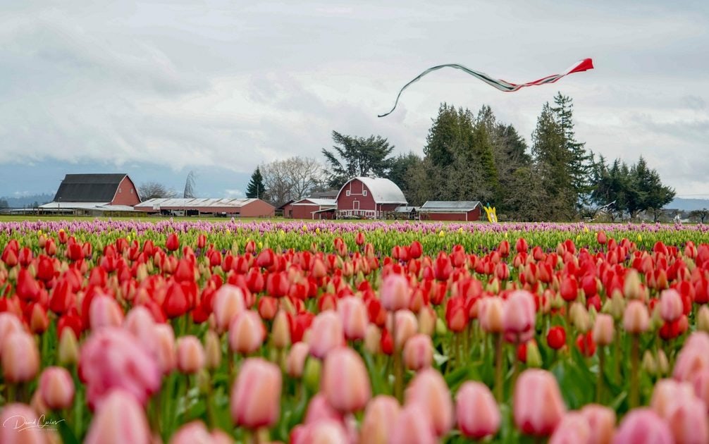 Click to View Larger