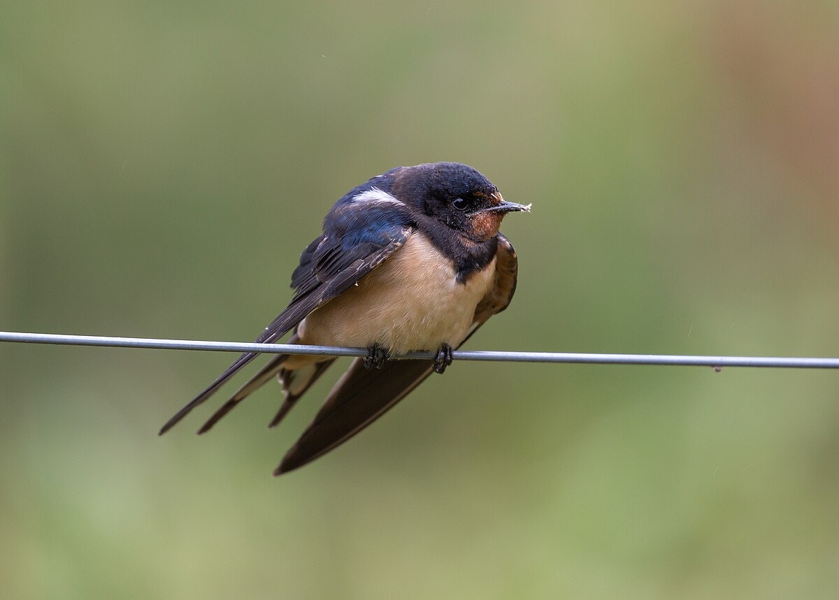 Click to View Larger