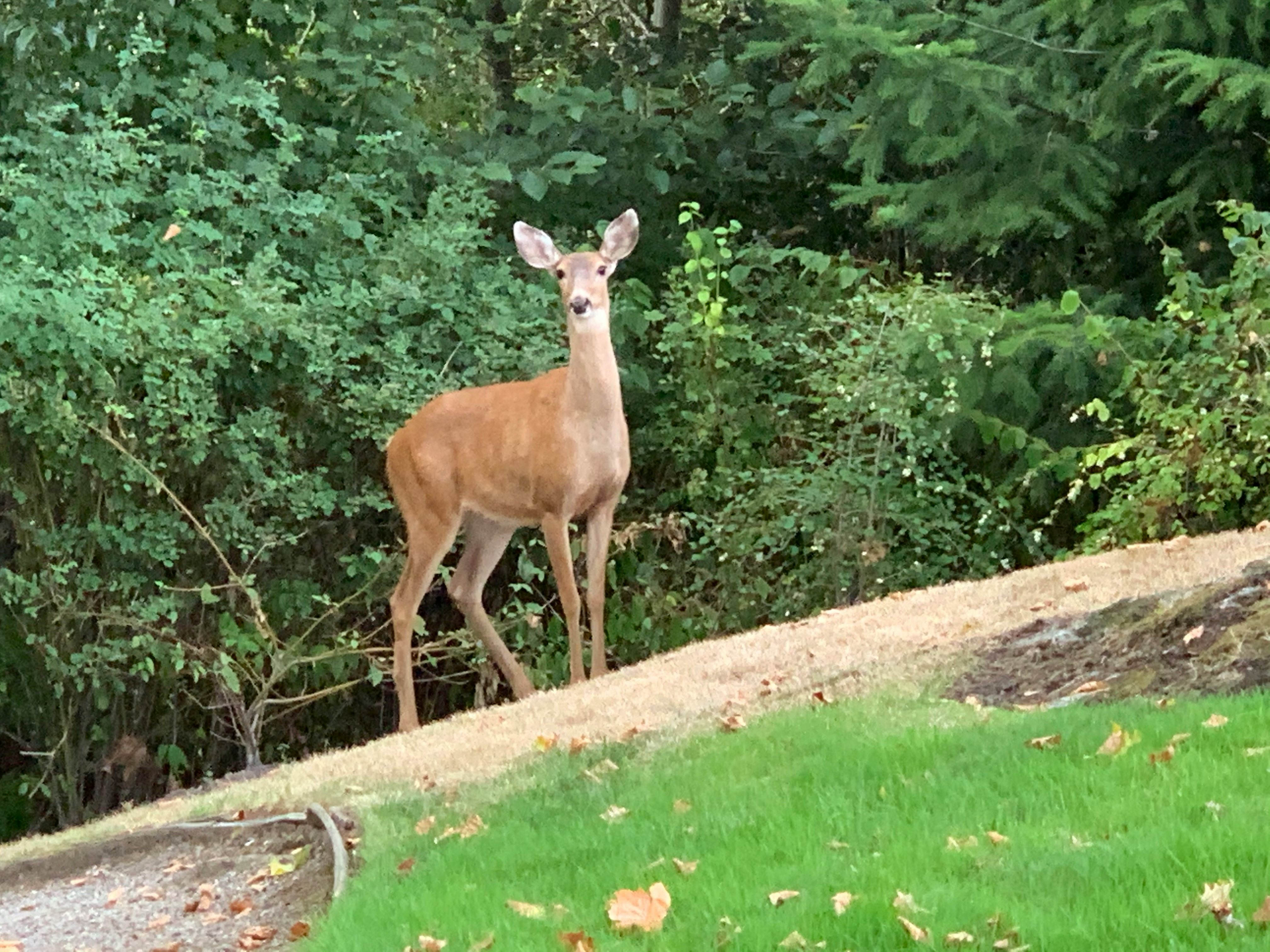 Click to View Larger