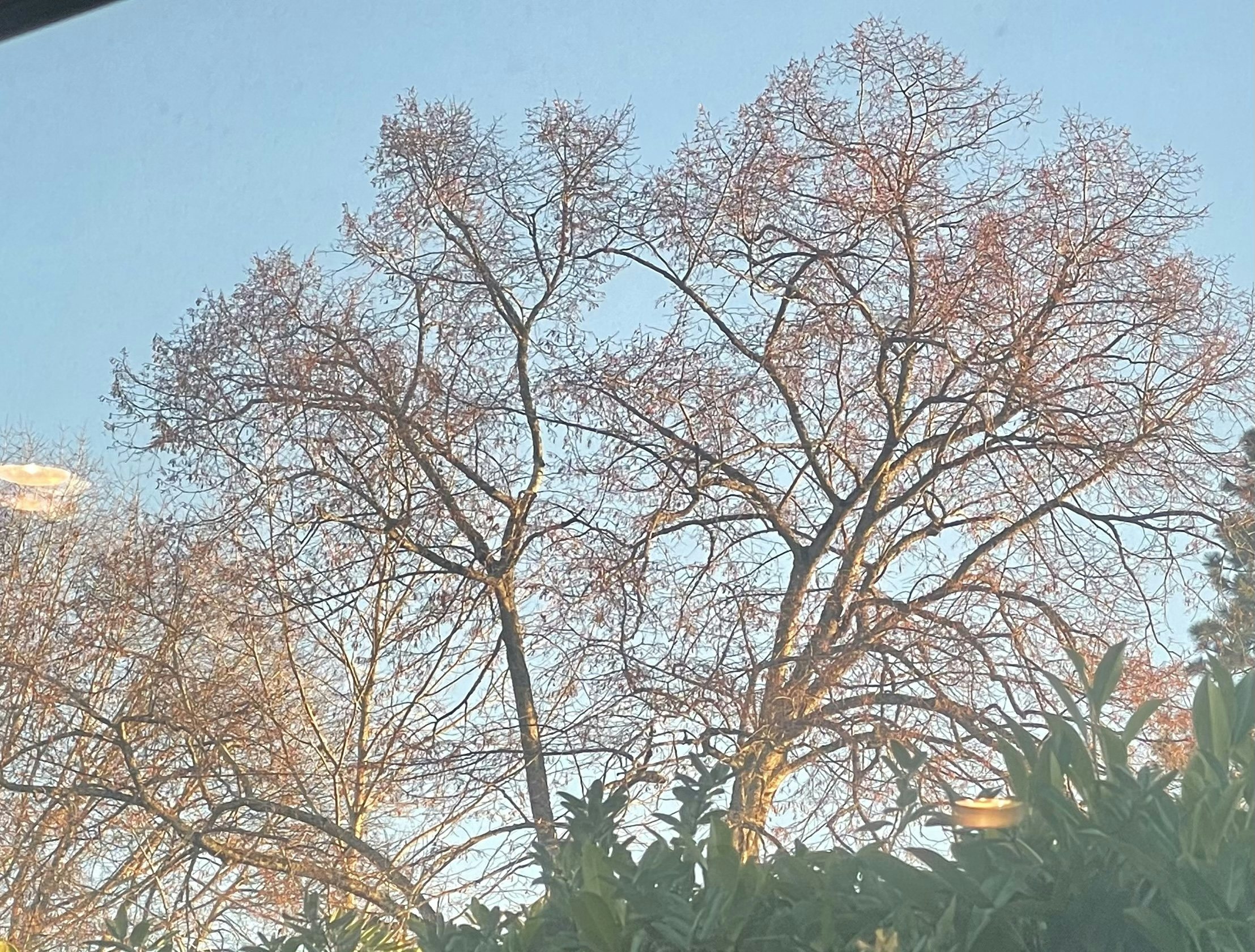 Click to View Larger