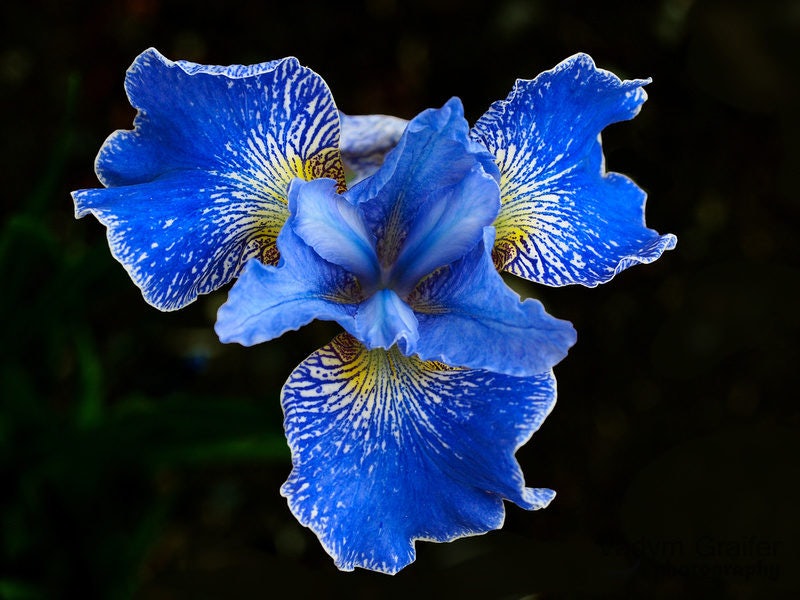 Click to View Larger