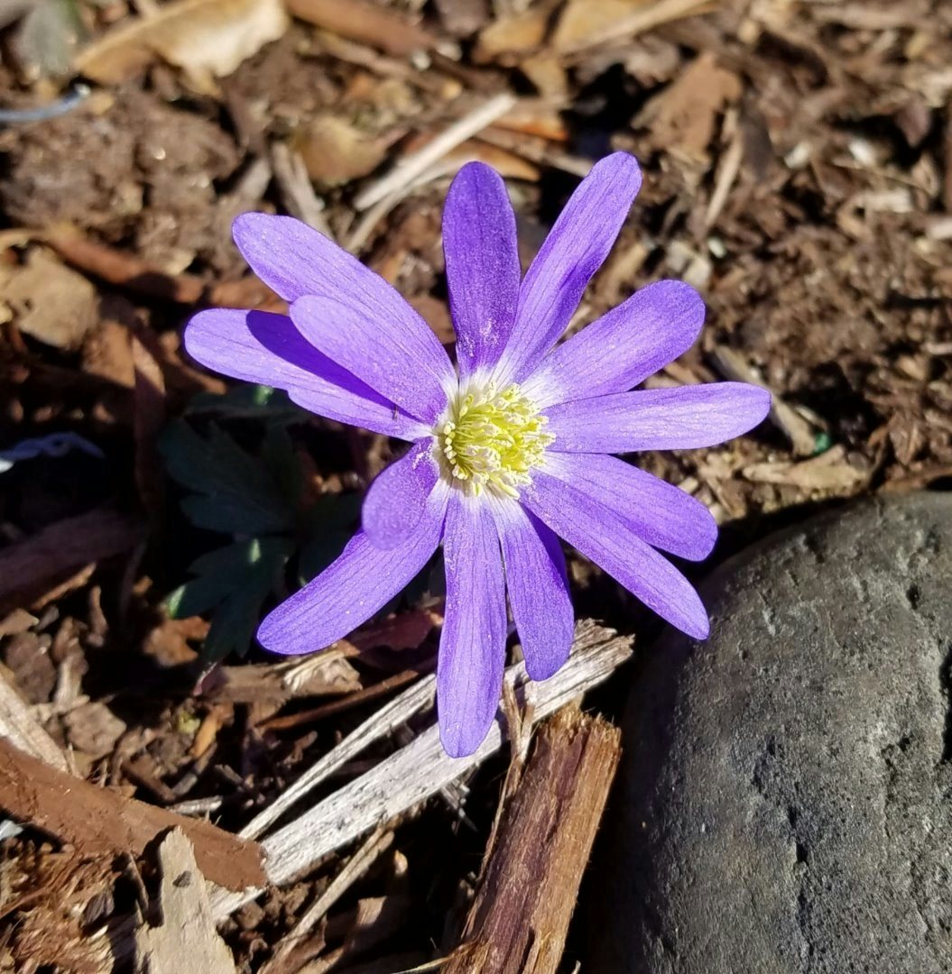 Click to View Larger