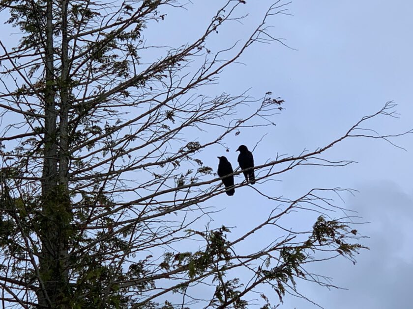 Click to View Larger