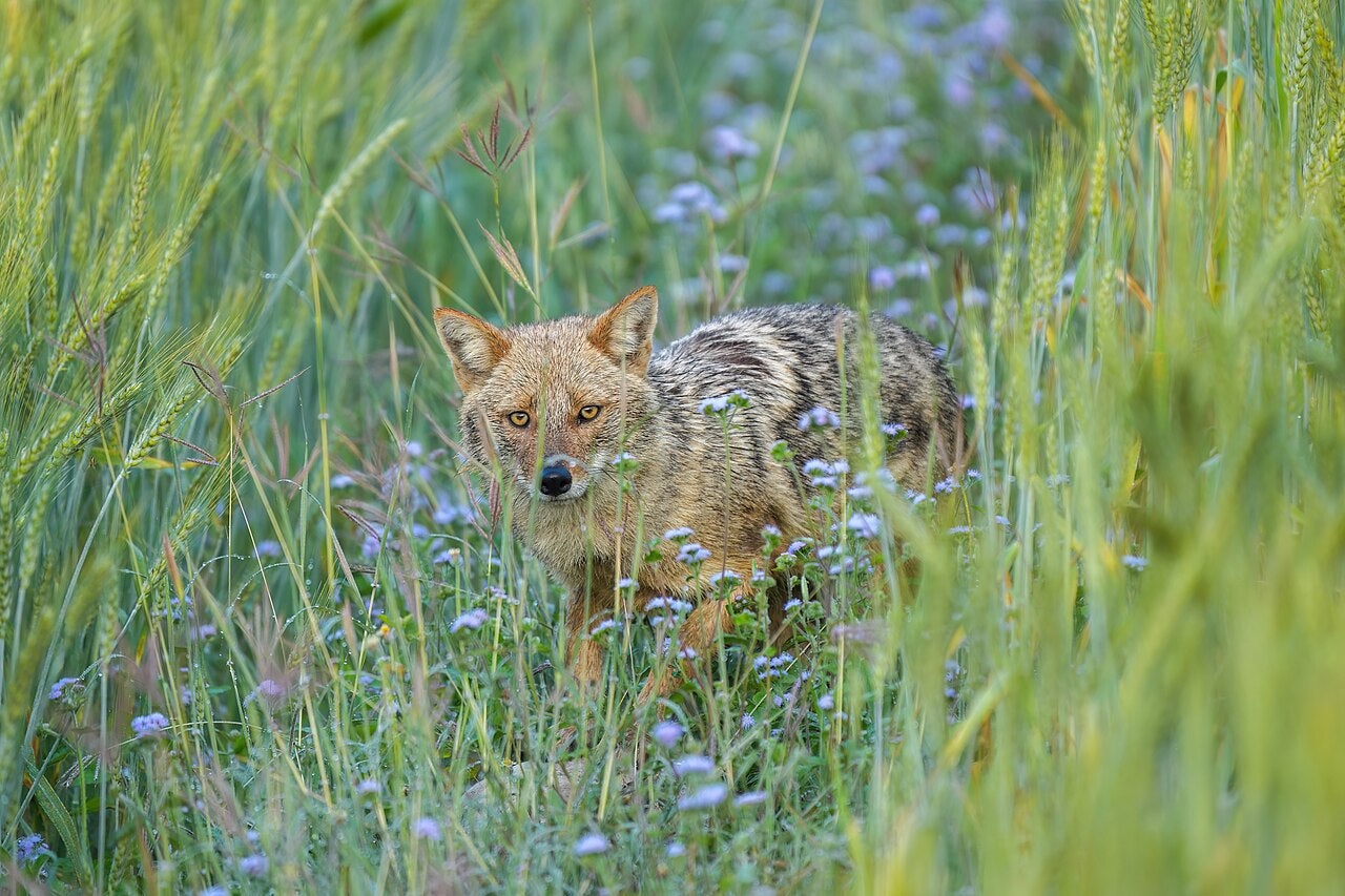 Click to View Larger