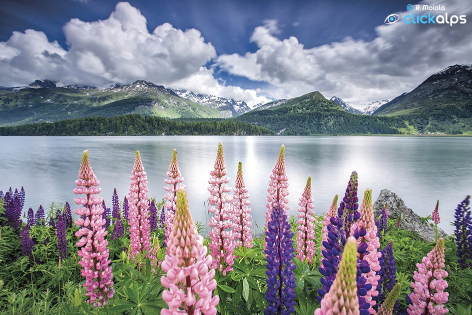 Click to View Larger