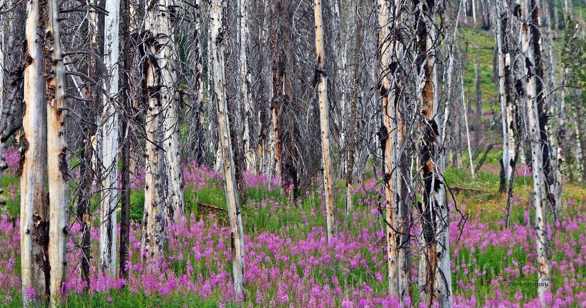 Click to View Larger