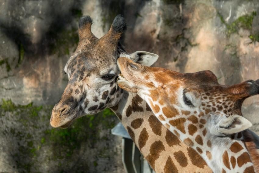 Click to View Larger