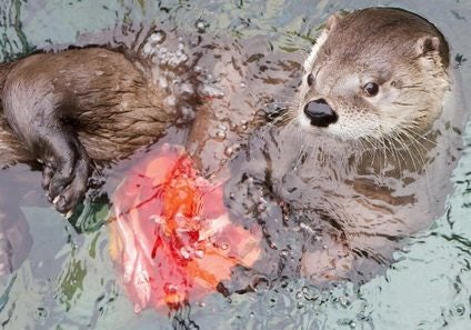 Click to View Larger