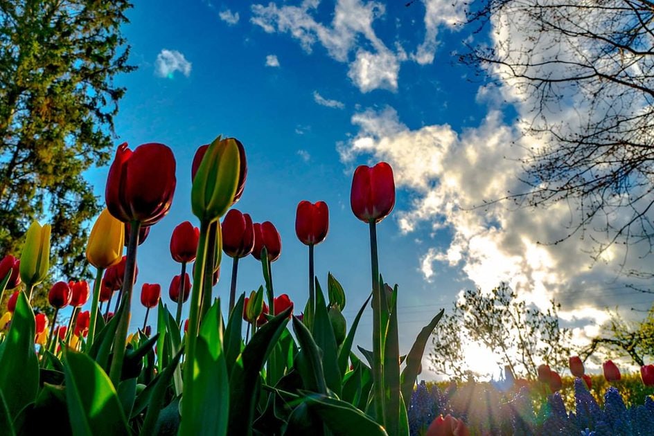 Click to View Larger