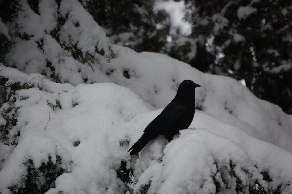 Click to View Larger