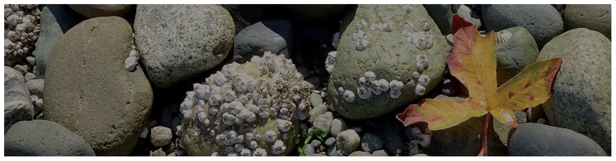 Click to View Larger