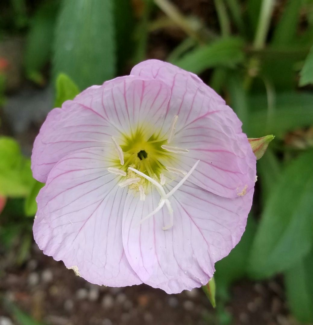 Click to View Larger