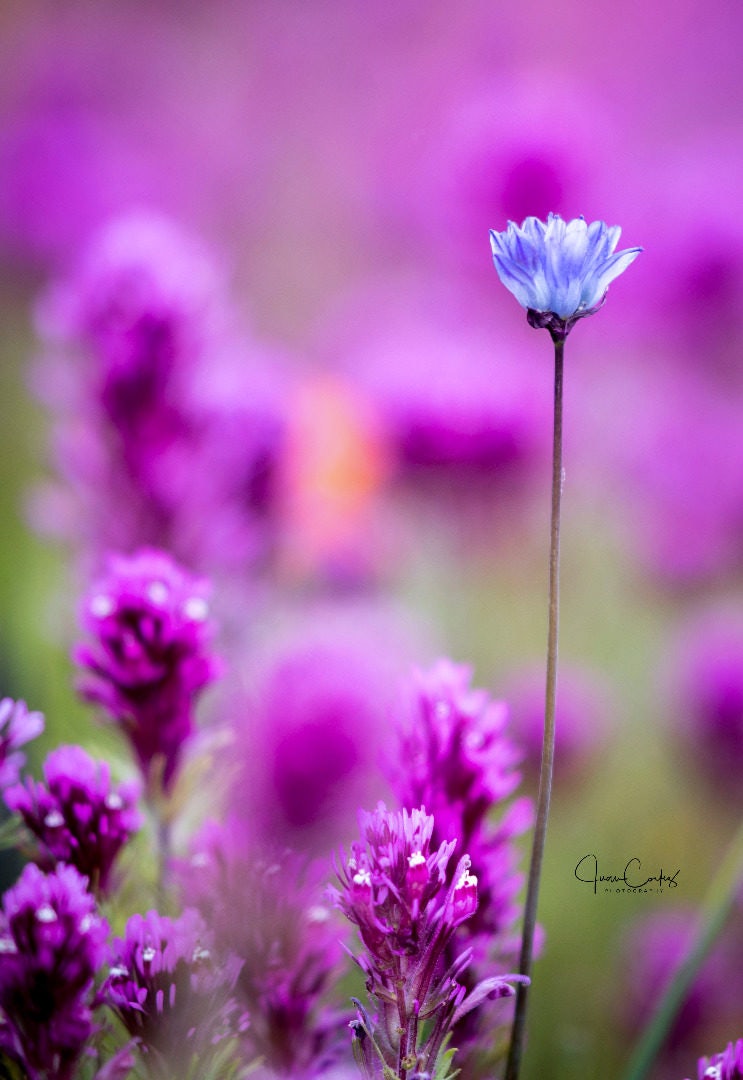 Click to View Larger