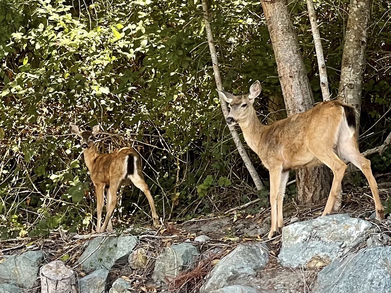 Click to View Larger