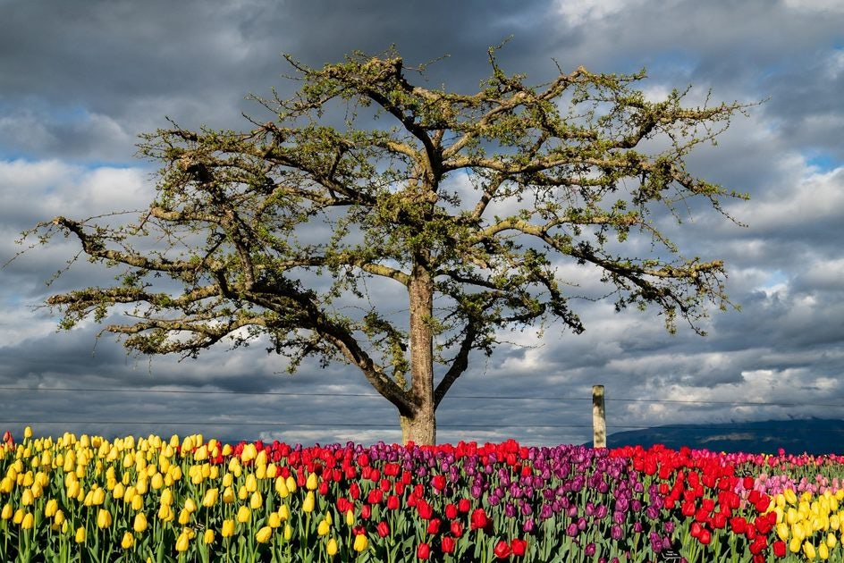 Click to View Larger