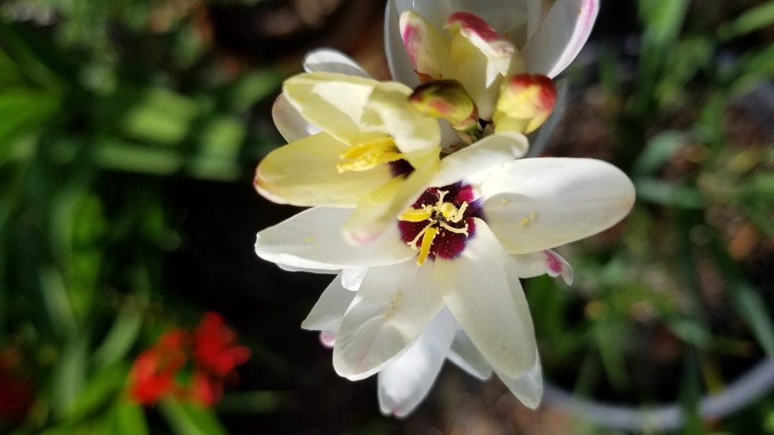 Click to View Larger