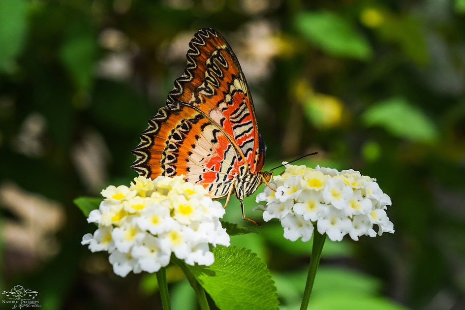 Click to View Larger