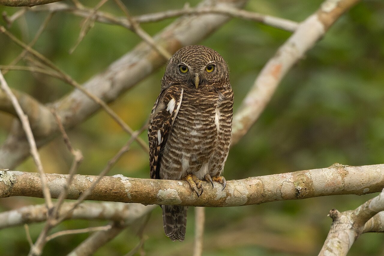 Click to View Larger