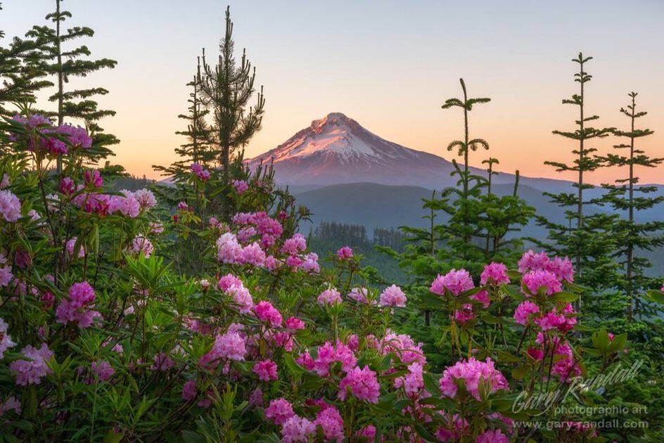 Click to View Larger