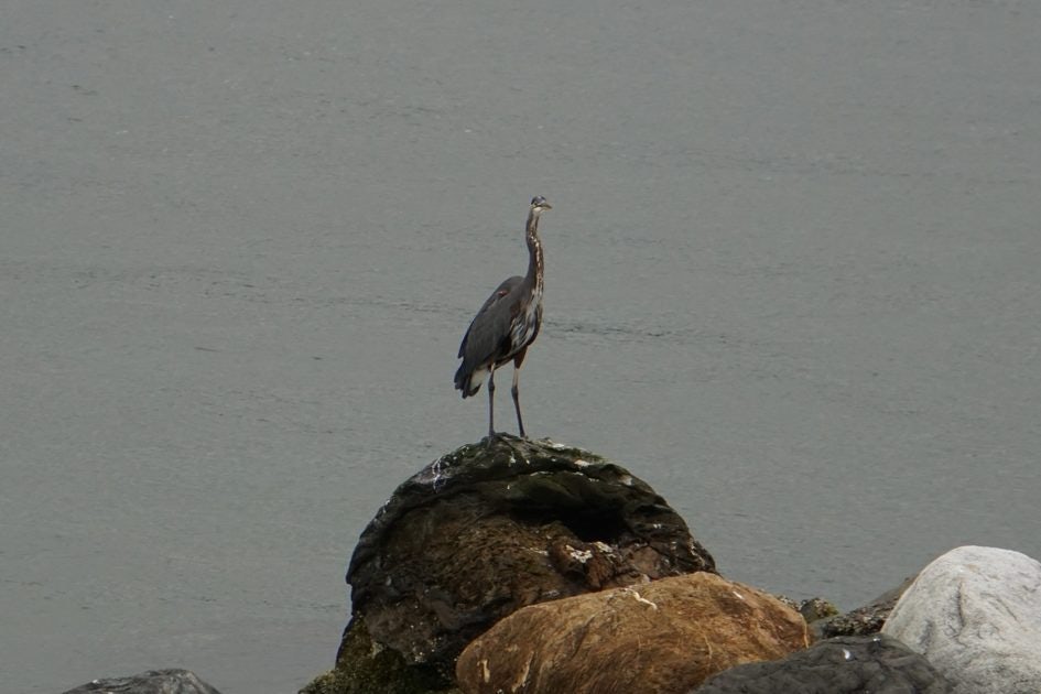 Click to View Larger