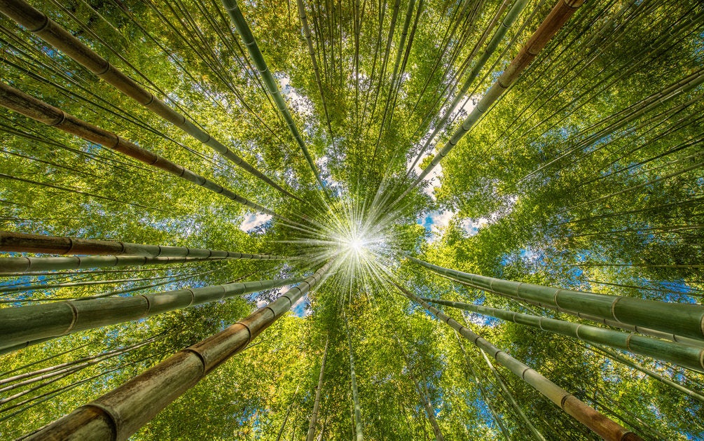 Click to View Larger