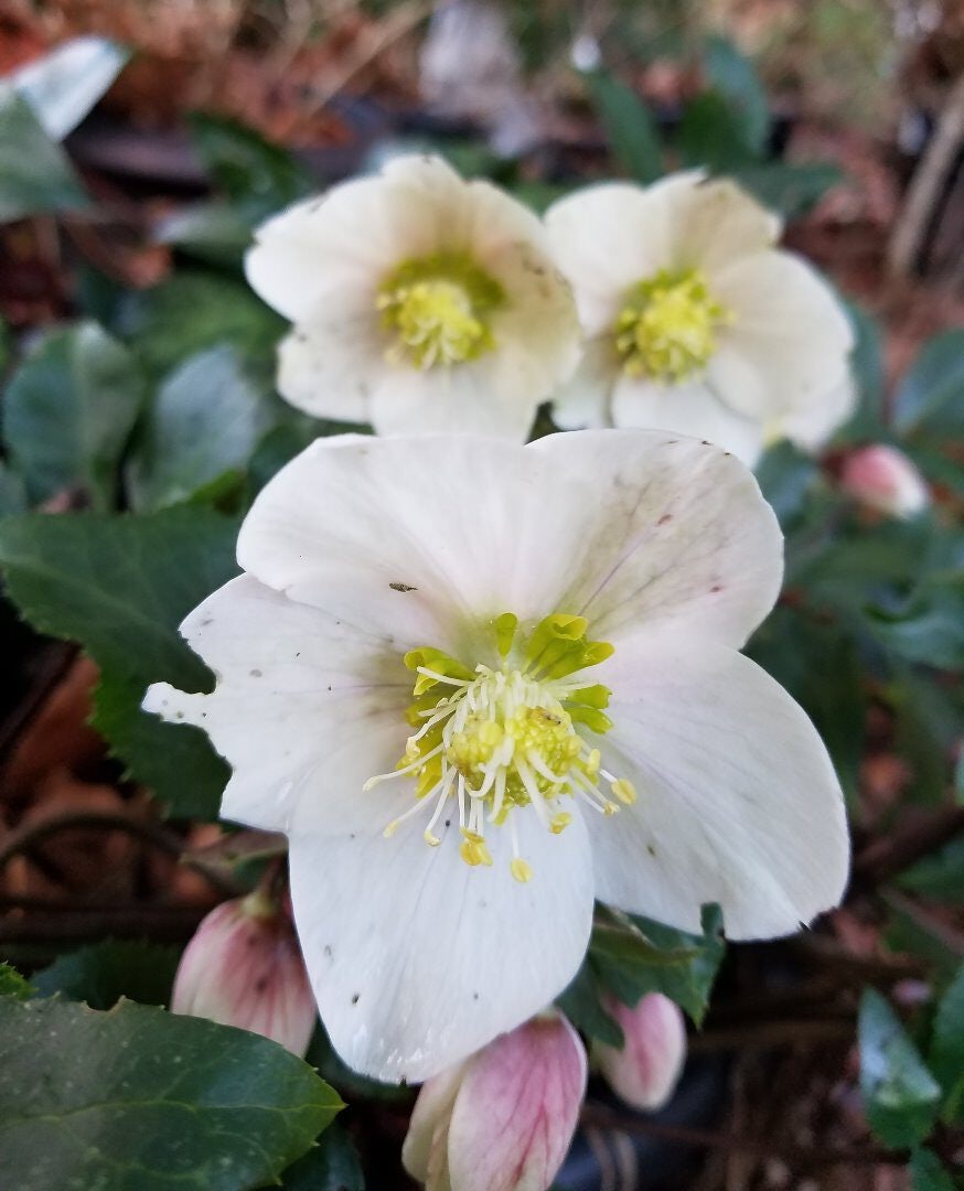 Click to View Larger