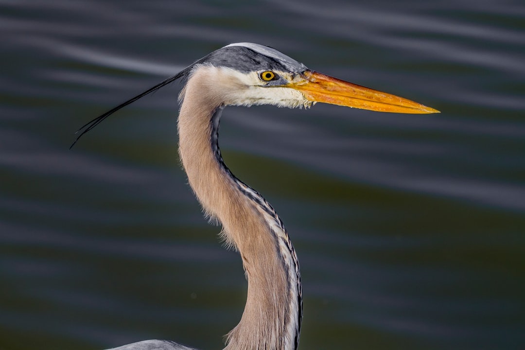 Click to View Larger