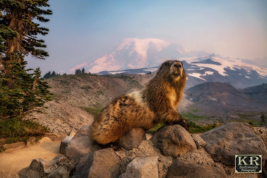 Click to View Larger