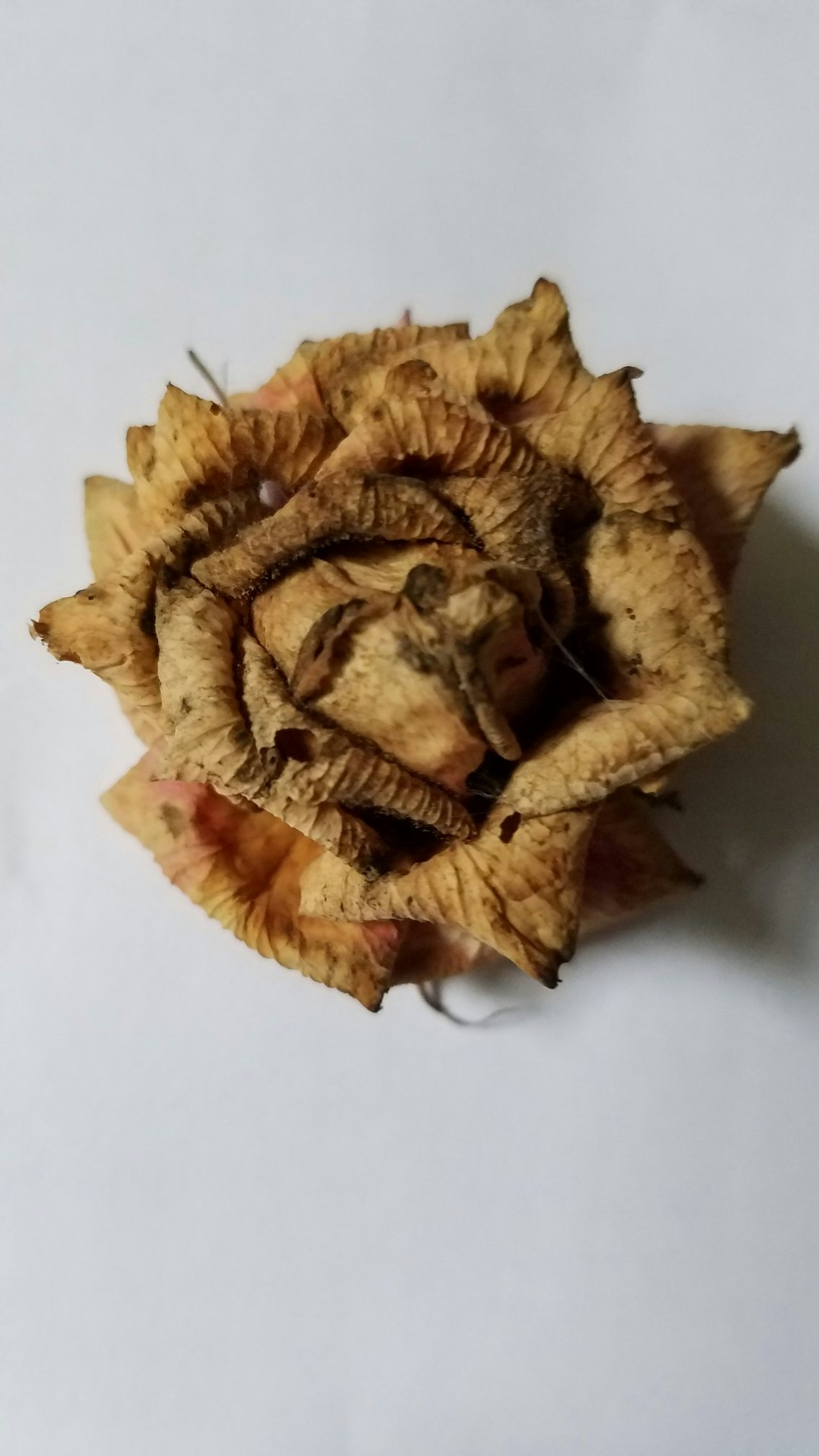 Click to View Larger