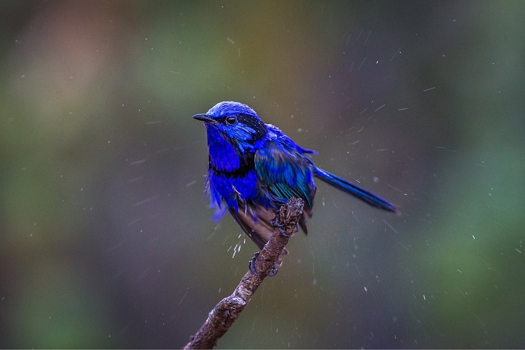 Click to View Larger