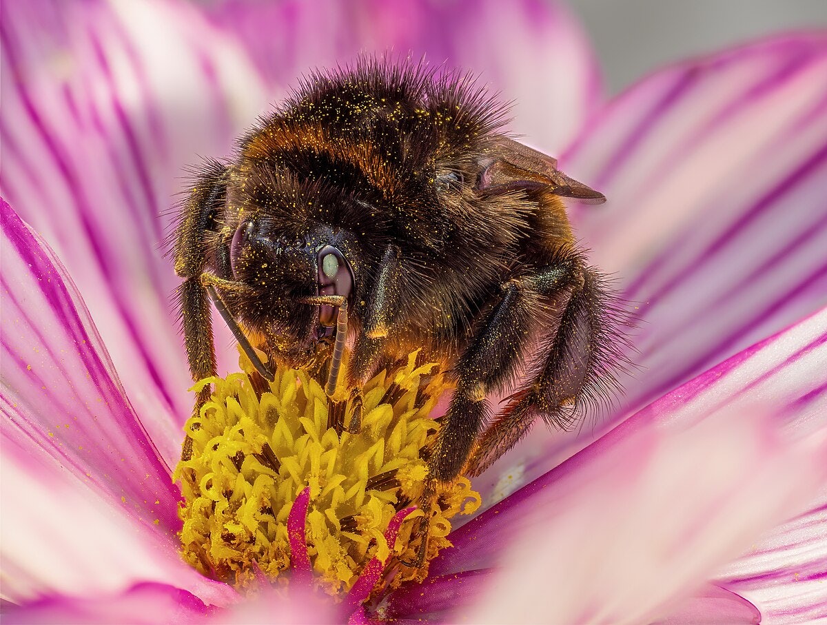 Click to View Larger