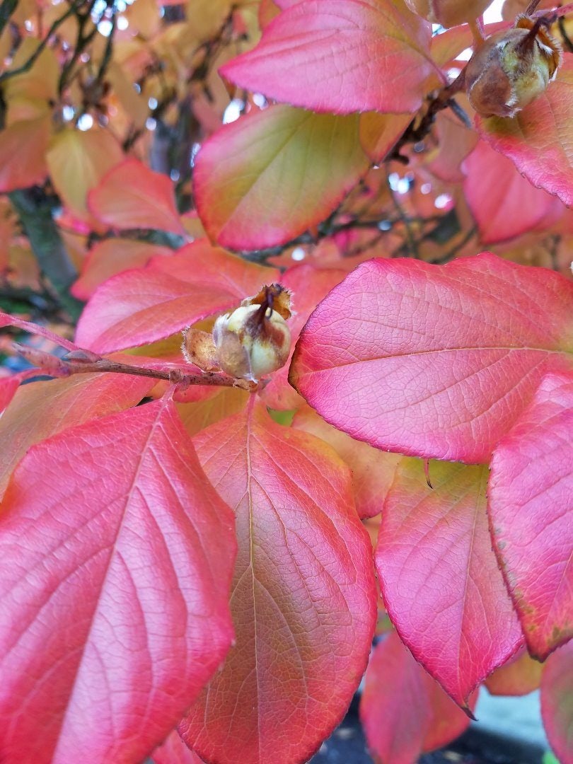 Click to View Larger