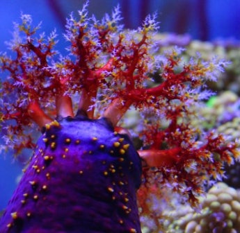 Click to View Larger