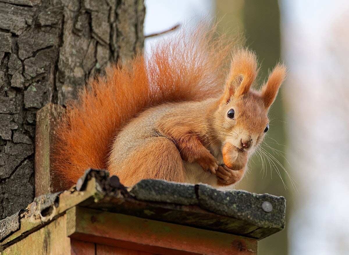 Click to View Larger