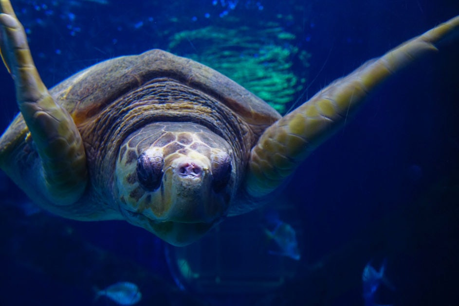 Click to View Larger