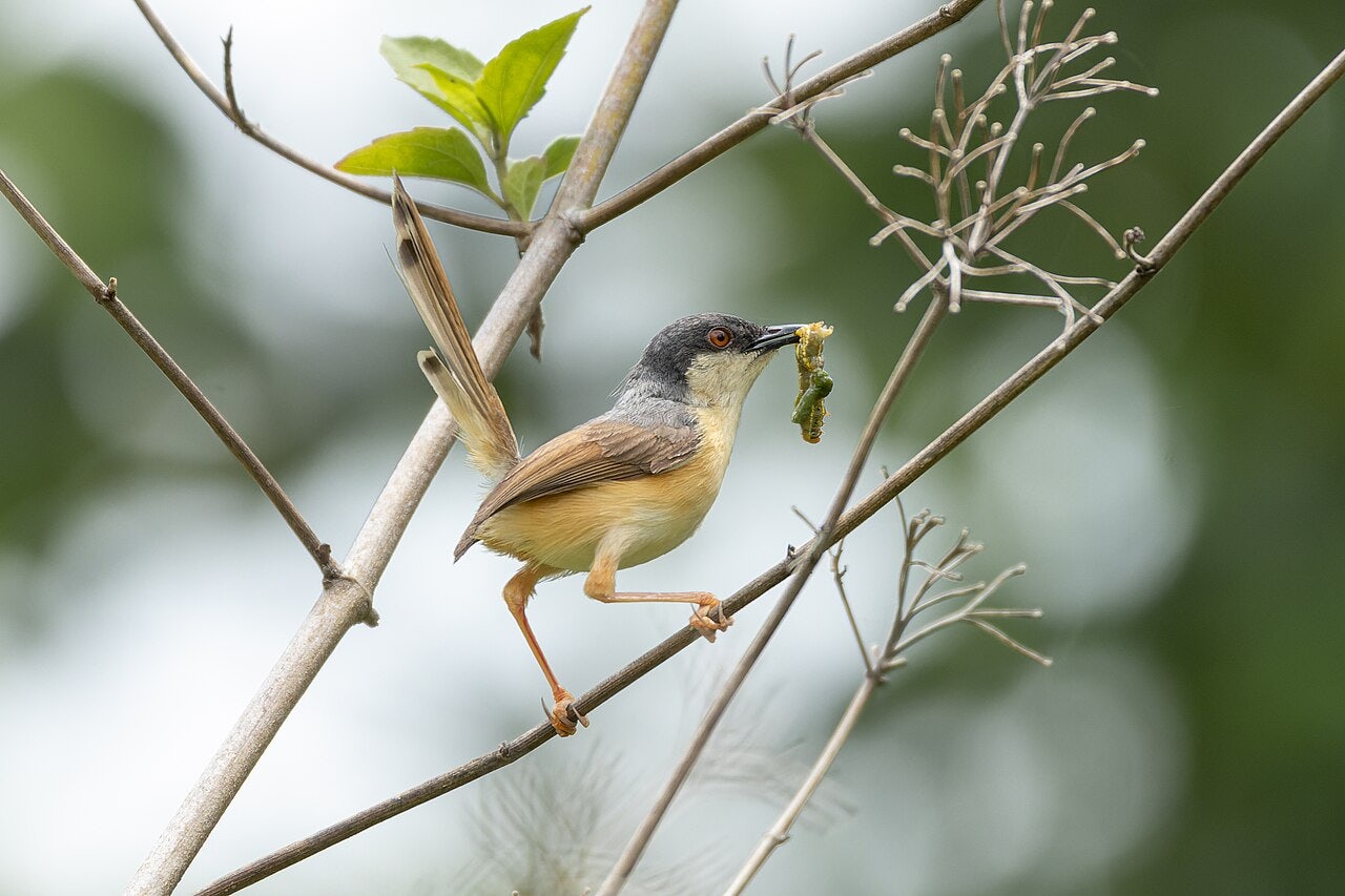 Click to View Larger