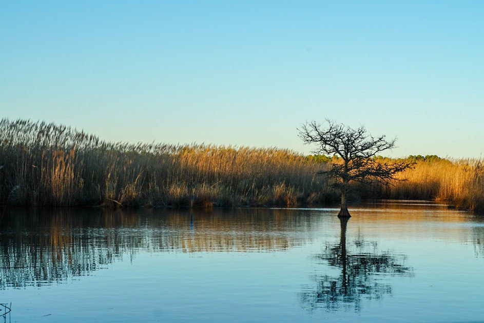 Click to View Larger