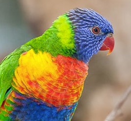 Click to View Larger