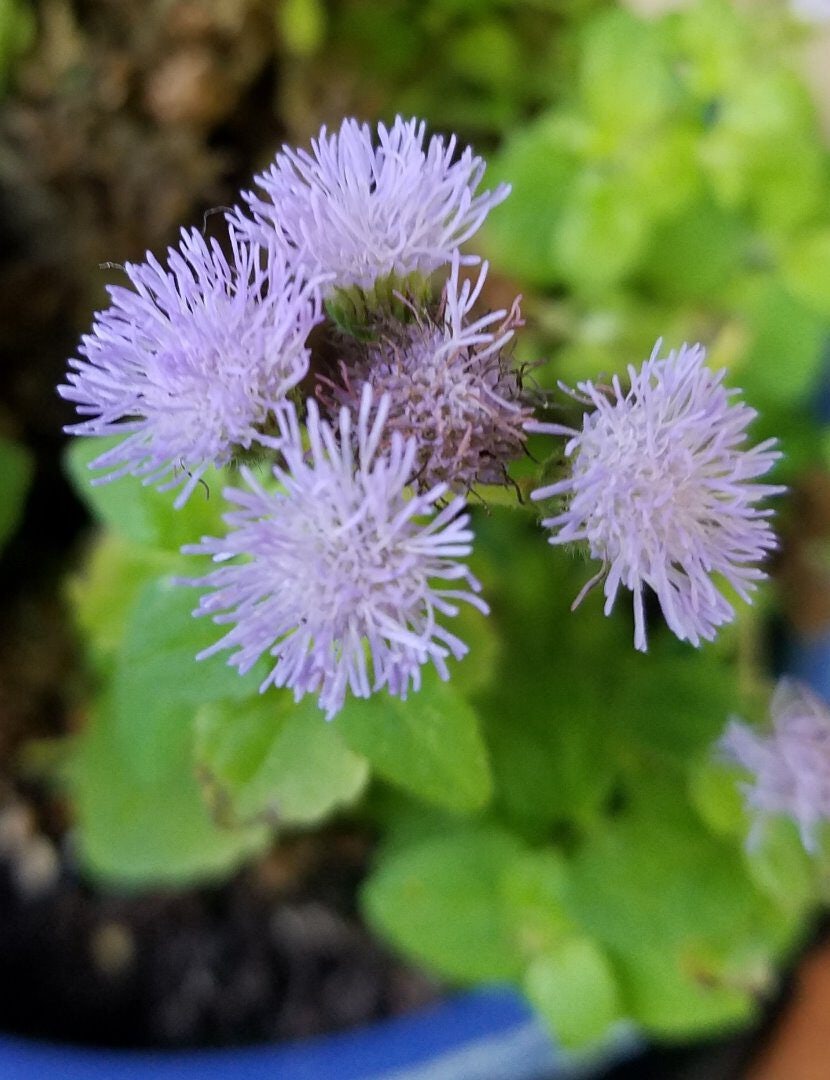 Click to View Larger