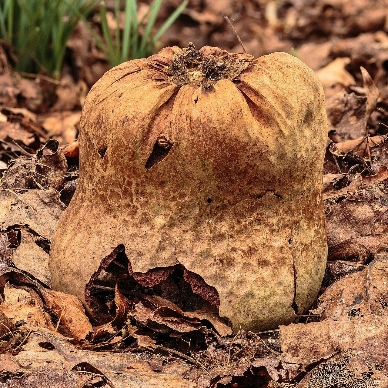 Click to View Larger