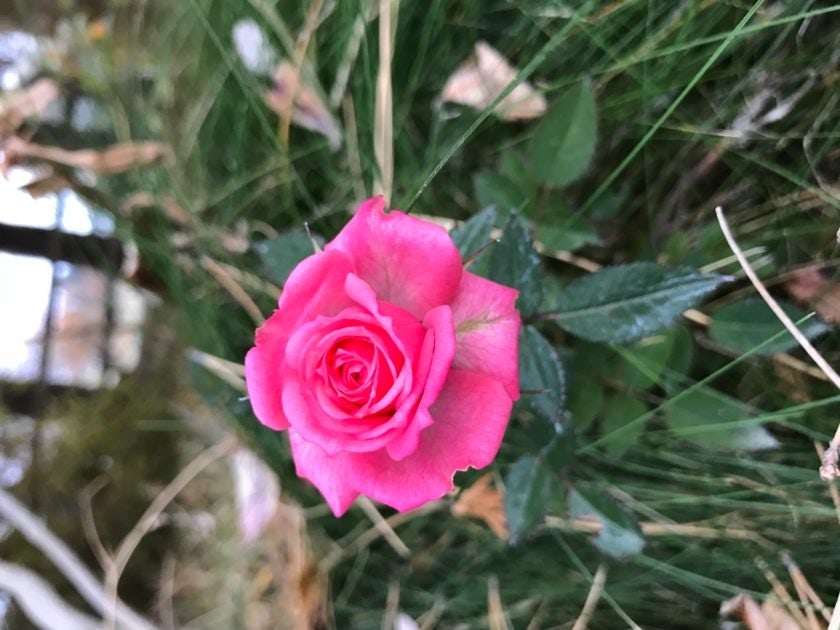 Click to View Larger